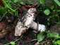 Ízletes csiperke (Agaricus bitorquis), Budapest